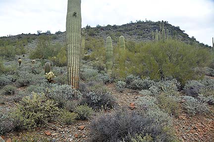 Cave Creek Regional Park, January 26, 2015